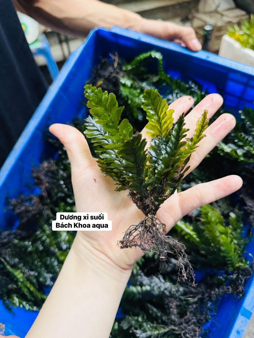 Cây dương xỉ suối hàng siêu khỏe đep cho bể cá